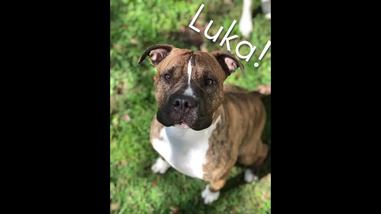 Embroidery machine stitching a design on white fabric.